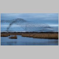 2025 1st David Marsh - Starling murmuration